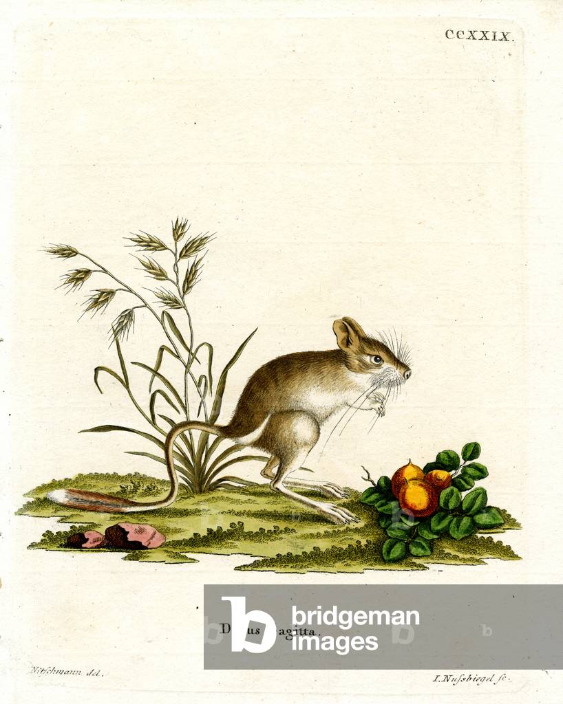 Northern Three-toed Jerboa (coloured engraving)