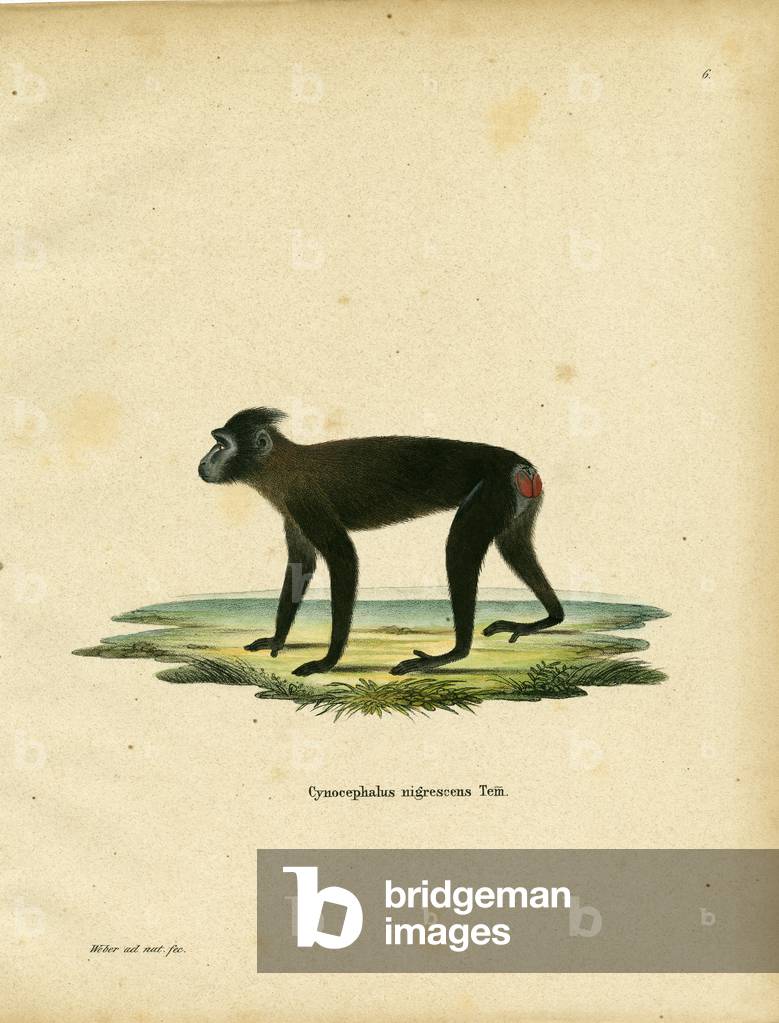 Gorontalo Macaque (coloured engraving)
