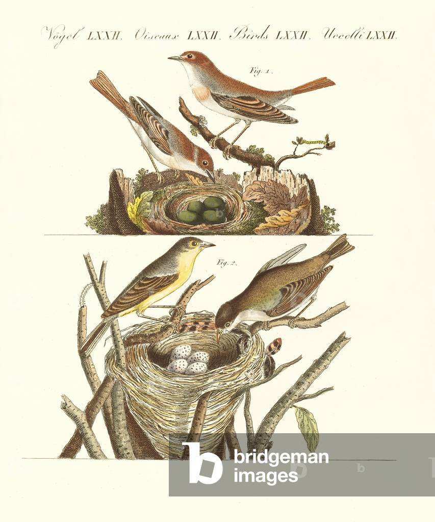 German singing birds (coloured engraving)