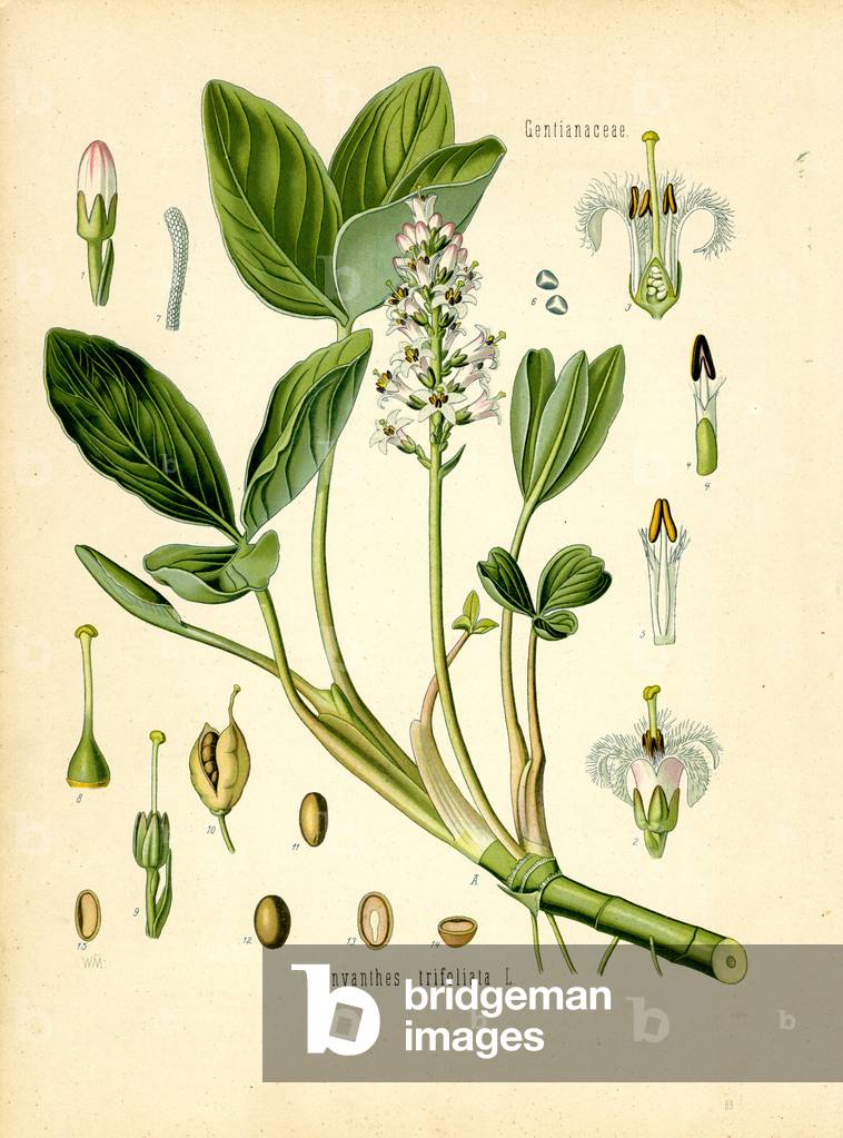 Buckbean (colour litho)