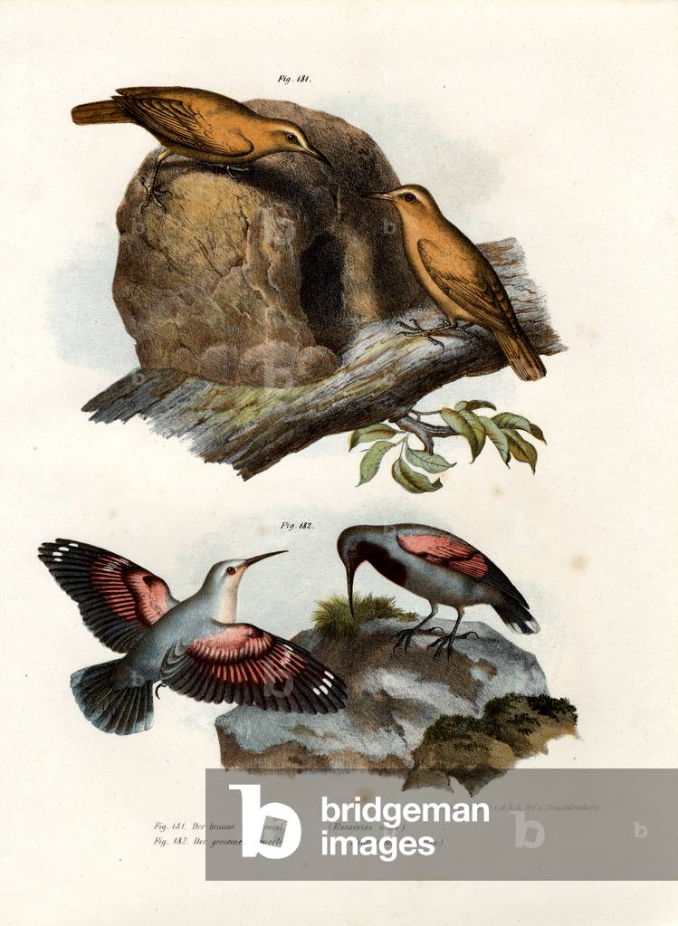 Rufous Hornero, 1864 (colour litho)