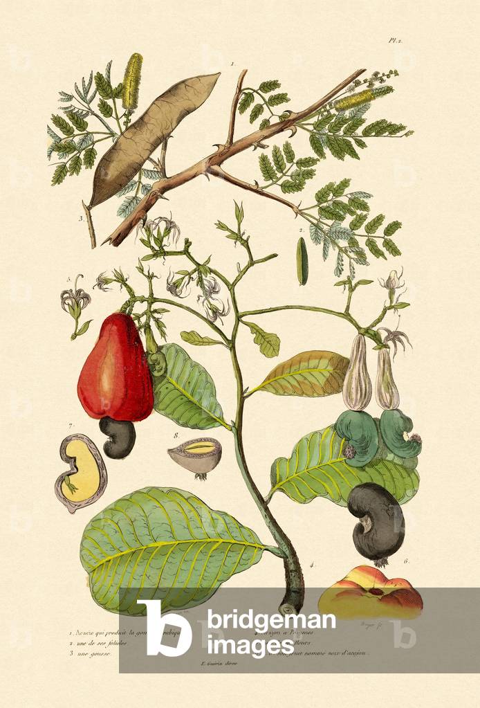 Senegal Gum Arabica, 1833-39 (coloured engraving)