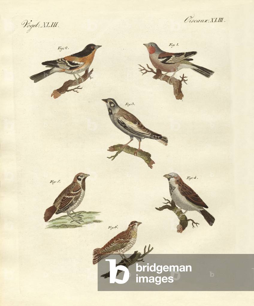 Different kinds of larks (coloured engraving)