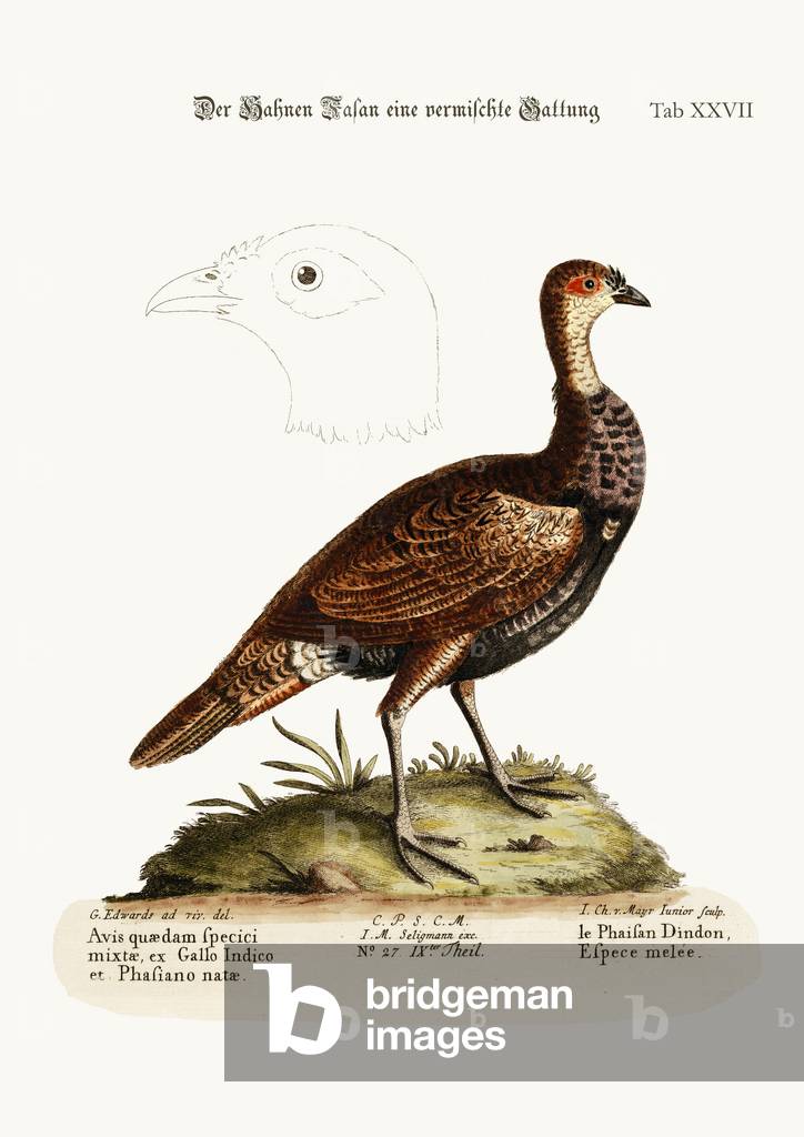 The Turkey-Pheasant, a mixed Species, 1749-73 (coloured engraving)