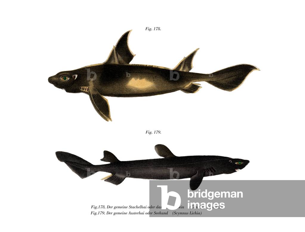 Angular Roughshark (colour litho)
