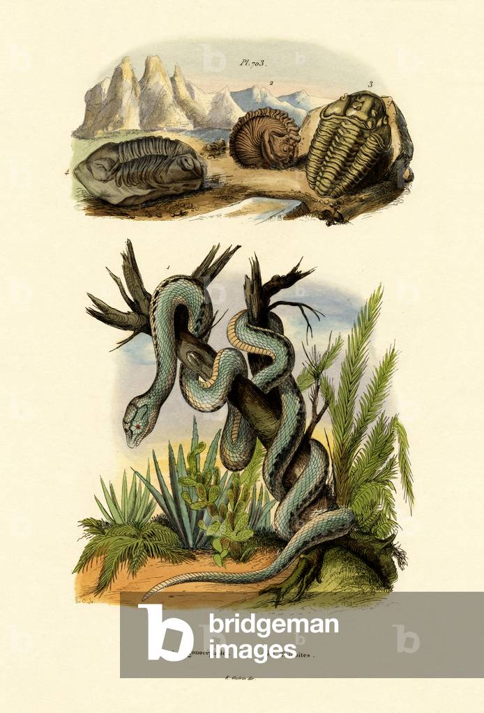 Pit Viper, 1833-39 (coloured engraving)