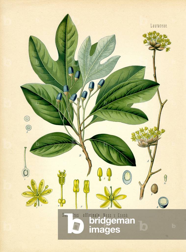 Sassafras (colour litho)