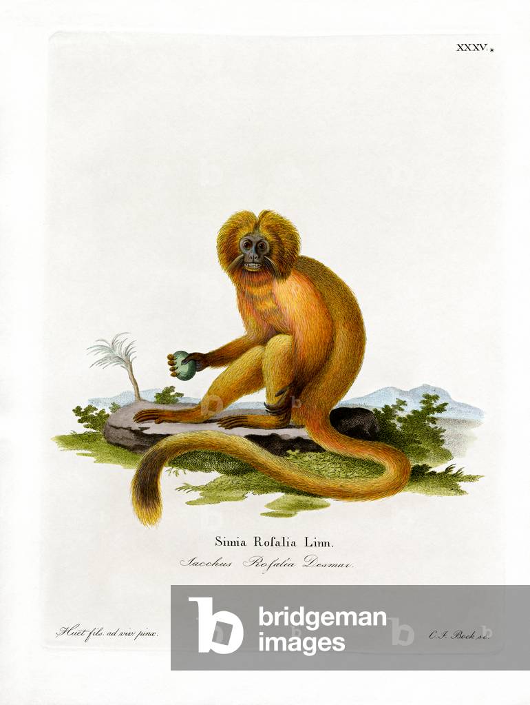 Golden Lion Tamarin (coloured engraving)