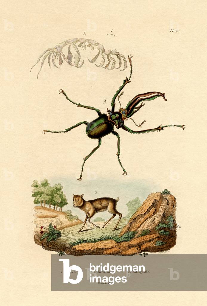 Mouse Deer, 1833-39 (coloured engraving)