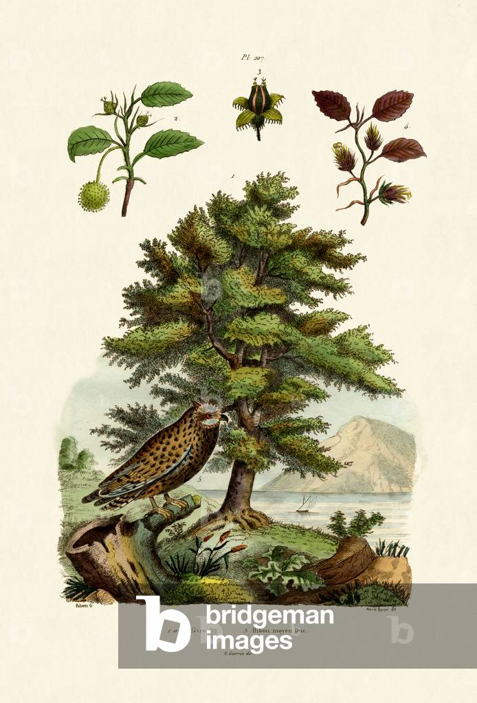 European Beech, 1833-39 (coloured engraving)