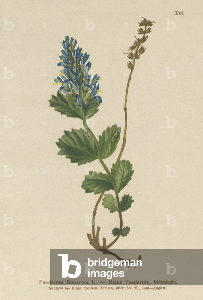 Bluish Paederota (Paederota Bonarota) (colour litho)