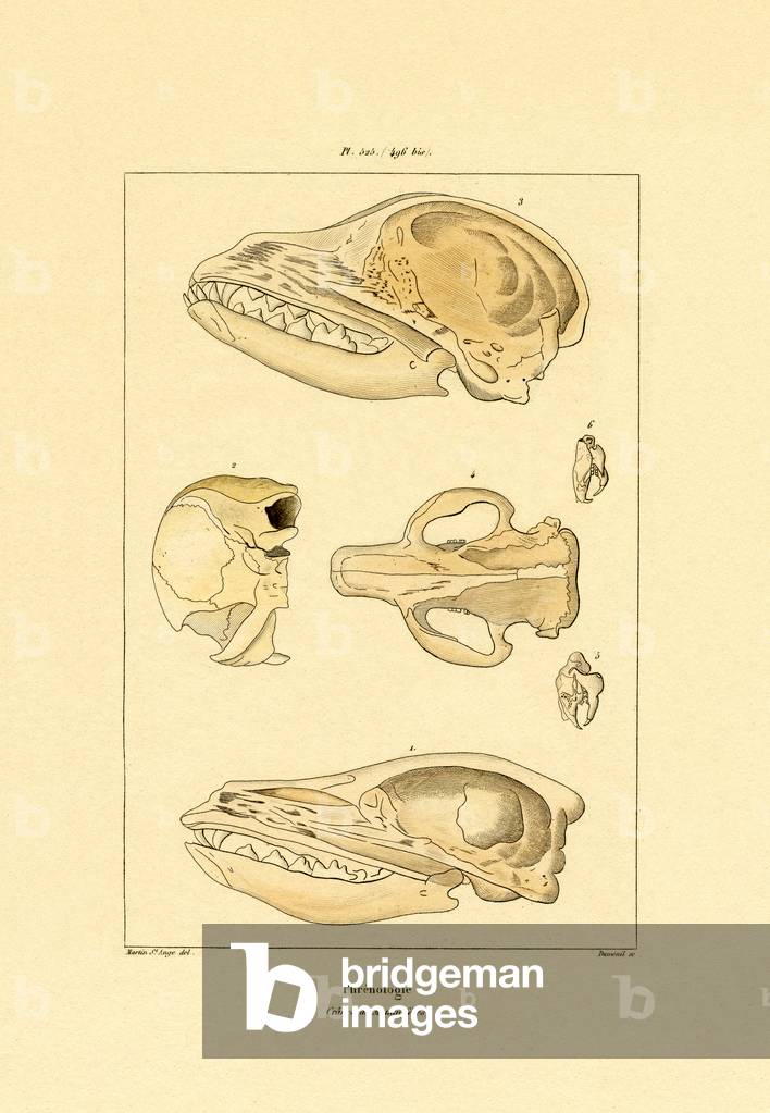 Skulls, 1833-39 (coloured engraving)