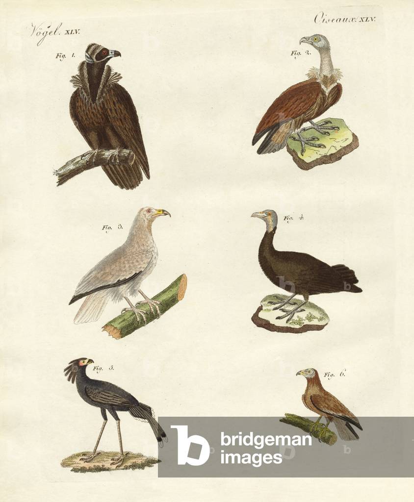 Different kinds of raptors (coloured engraving)