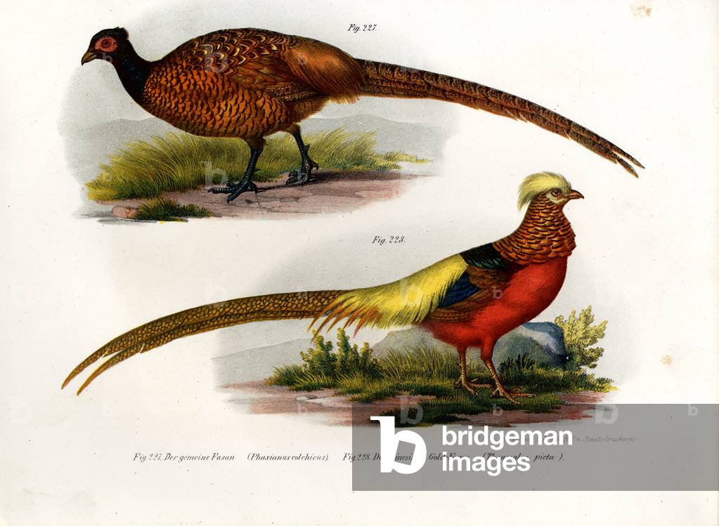 Common Pheasant, 1864 (colour litho)