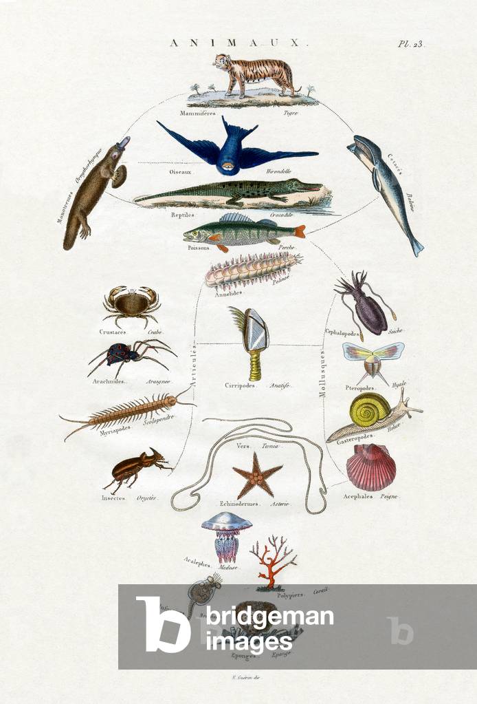 Evolution, 1833-39 (coloured engraving)