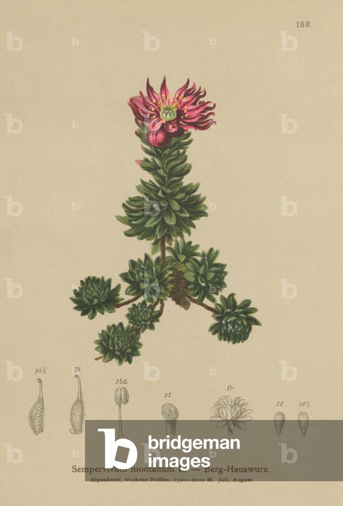 Mountain Houseleek (Sempervivum montanum) (colour litho)