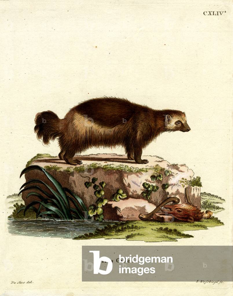 Wolverine (coloured engraving)
