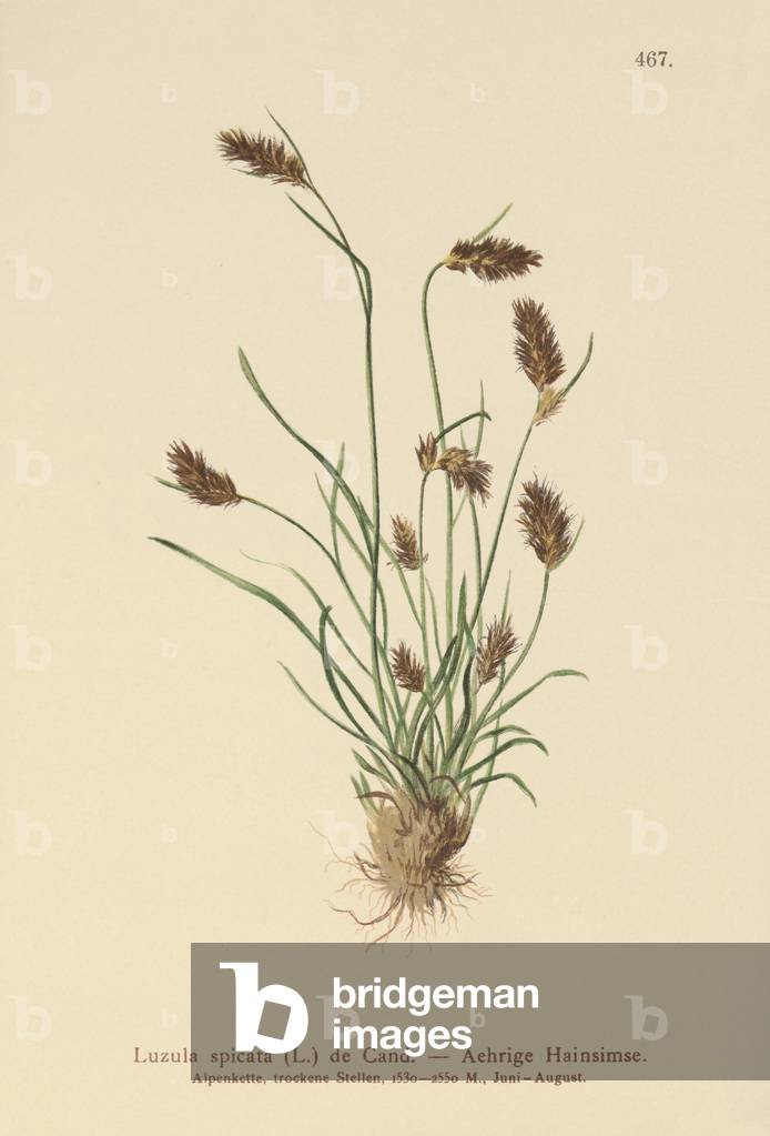 Spiked Woodrush (Luzula spicata) (colour litho)