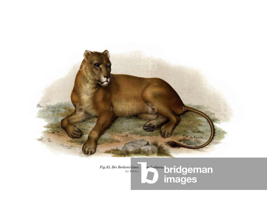 Barbary Lion, 1860 (colour litho)