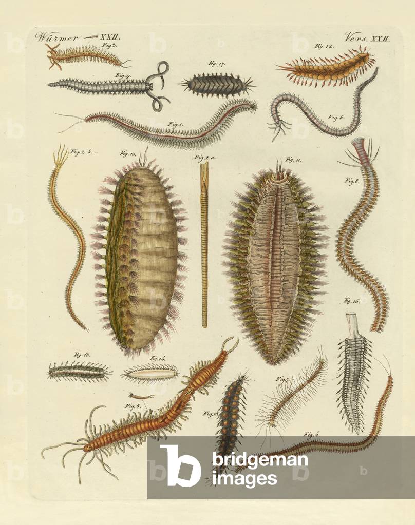 Seaworms (coloured engraving)