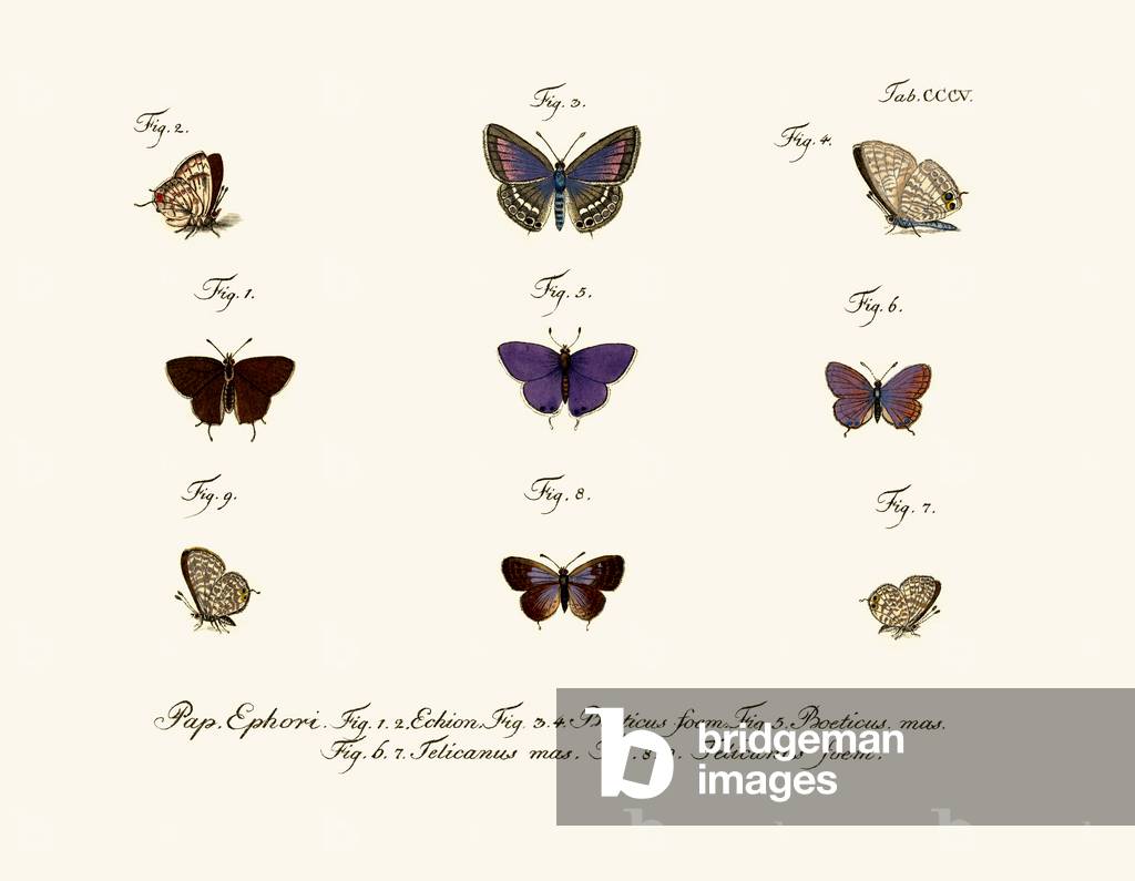 Butterflies, 1783-1806 (coloured engraving)