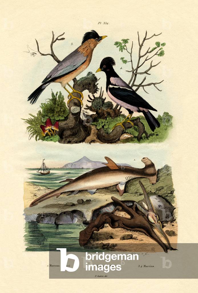 Hammerhead Shark, 1833-39 (coloured engraving)