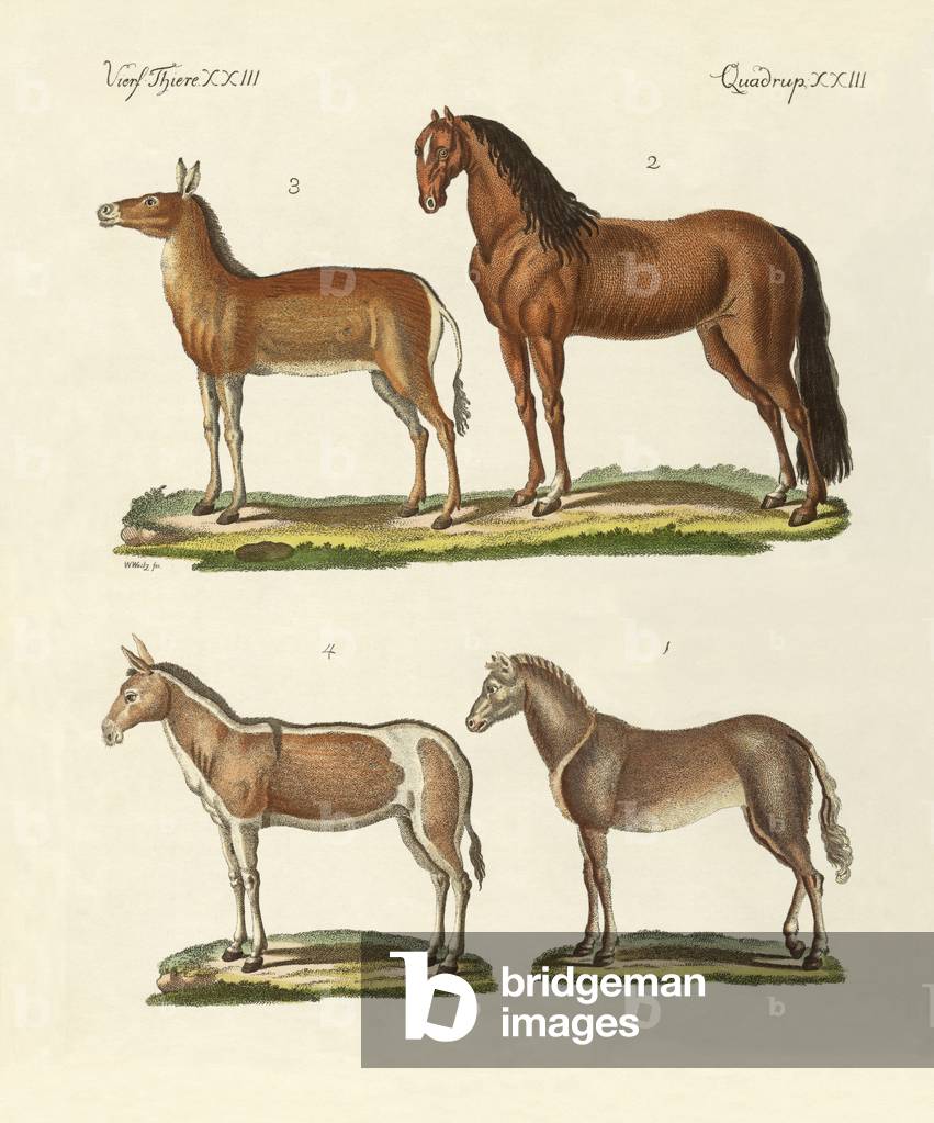 Horses and donkeys (coloured engraving)