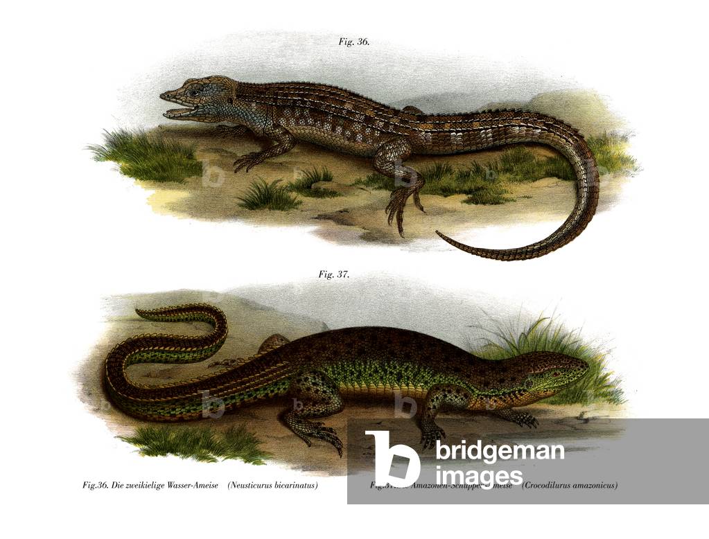 Two-faced Neusticurus (colour litho)