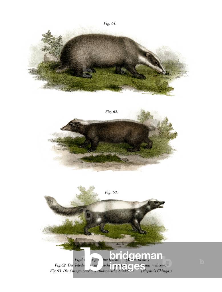 Common Badger, 1860 (colour litho)