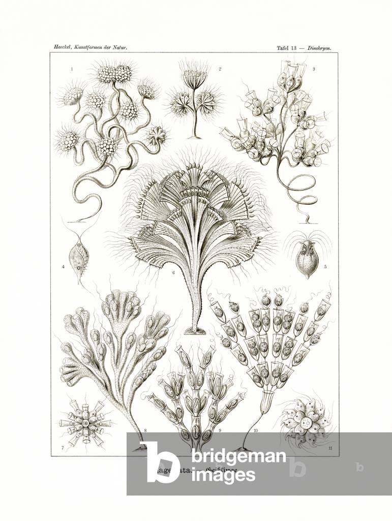 Flagellata, 1899-1904 (colour litho)