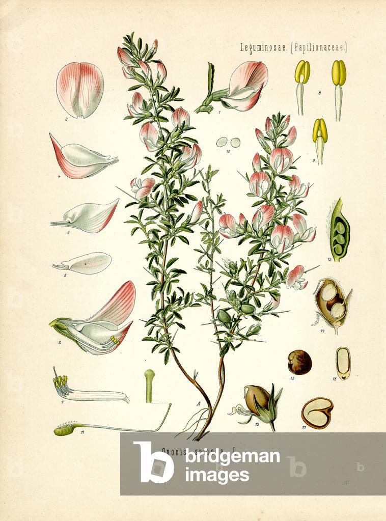 Restharrow (colour litho)