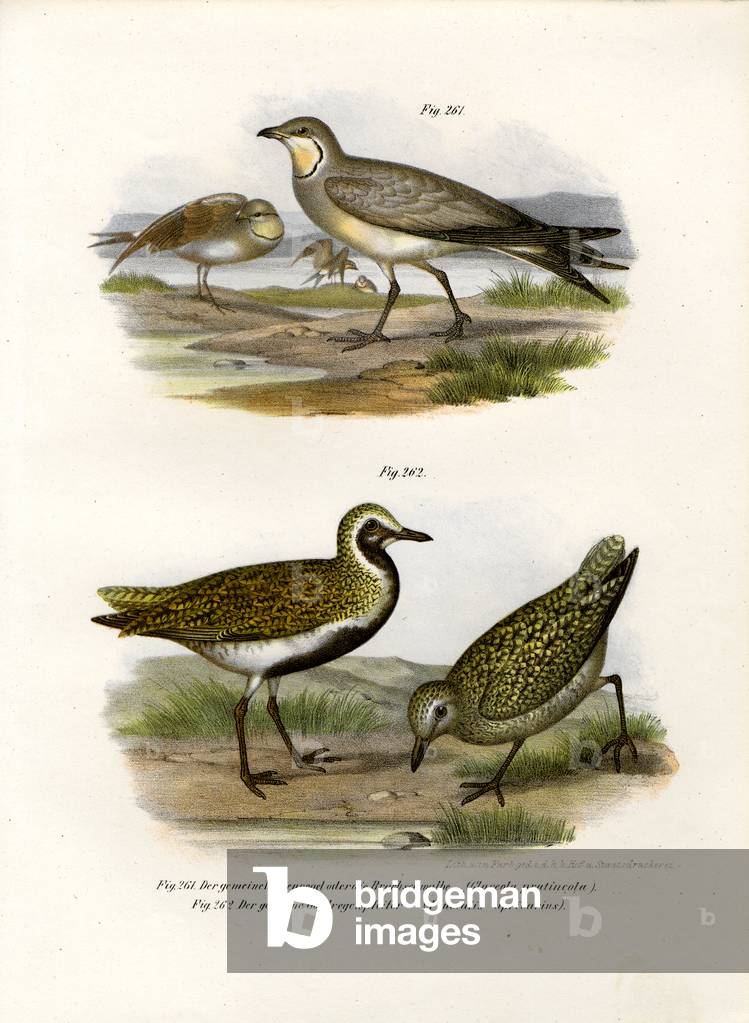 Collared Pratincole, 1864 (colour litho)