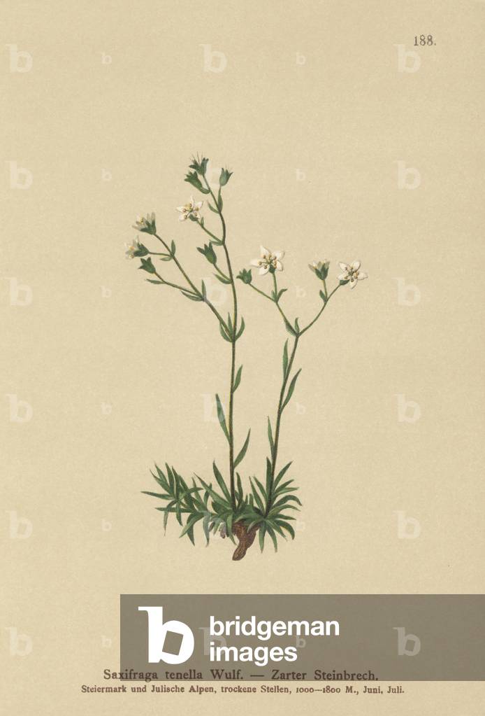 Slender Saxifrage (Saxifraga tenella) (colour litho)