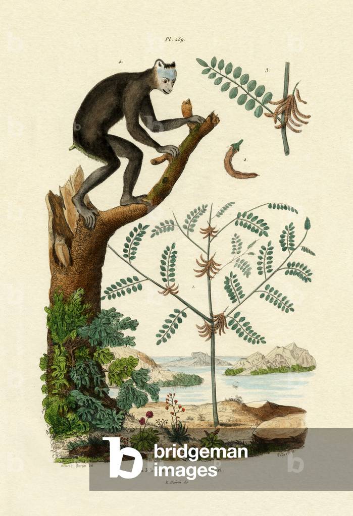 Indigo, 1833-39 (coloured engraving)