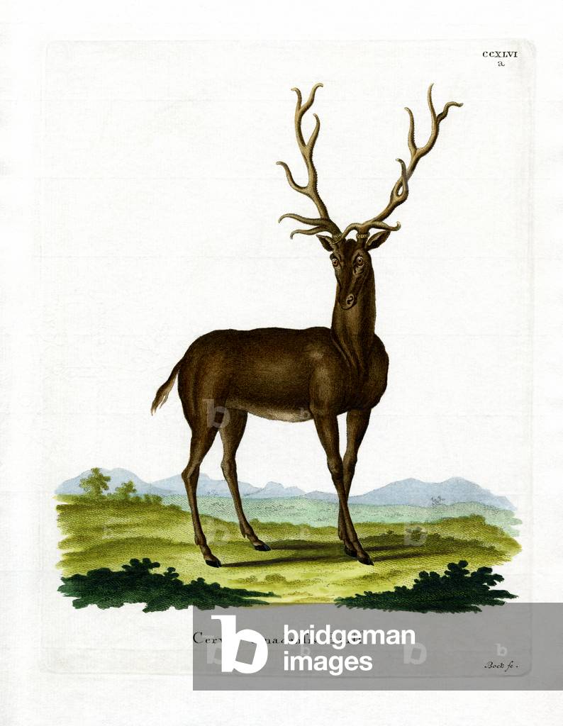 Wapiti (coloured engraving)