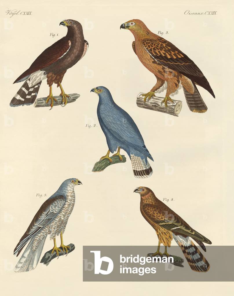New known birds of prey (coloured engraving)