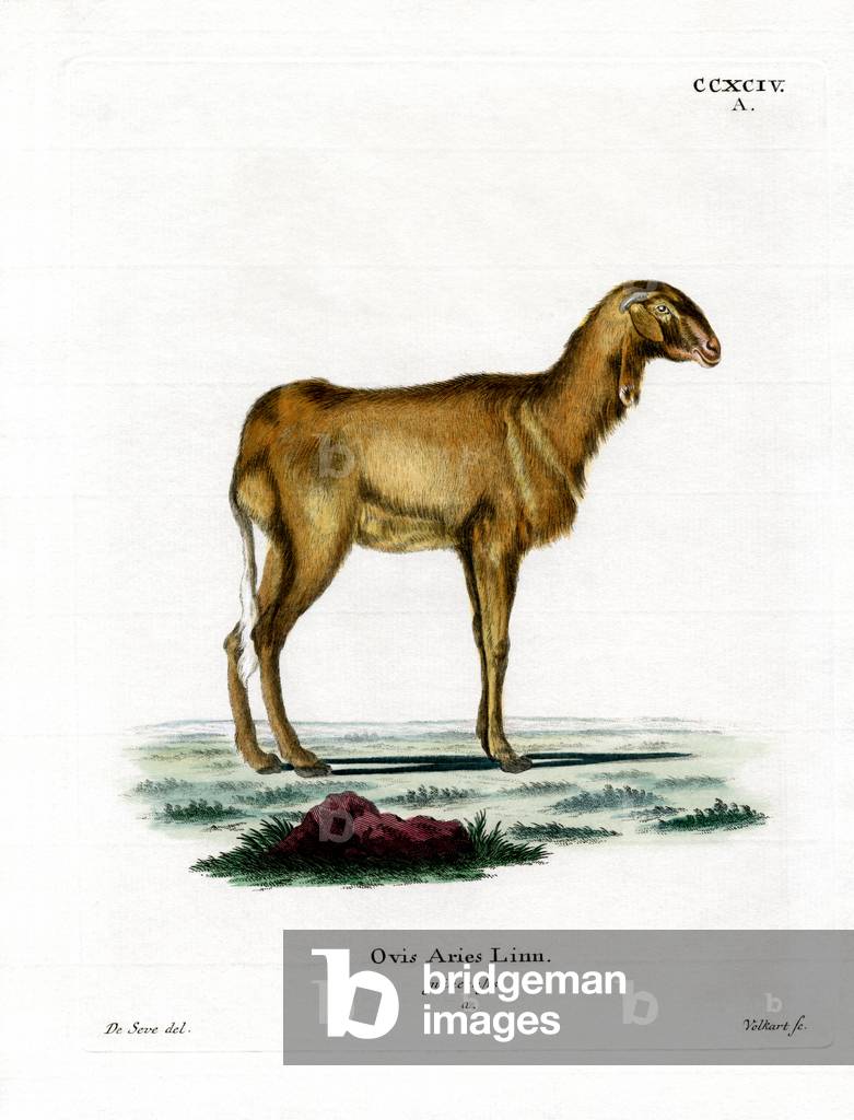 Guinea Sheep (coloured engraving)