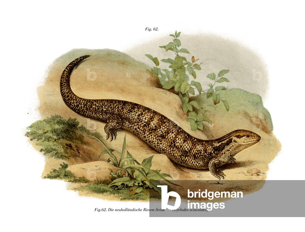 Skink (colour litho)