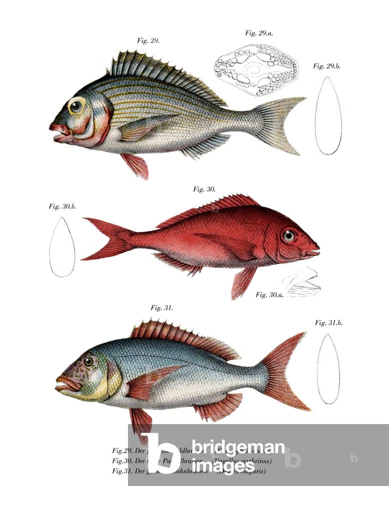 Gilthead Seabream (colour litho)