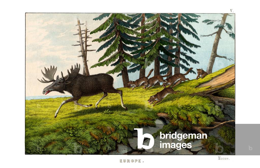 Moose-deer, 1860 (colour litho)