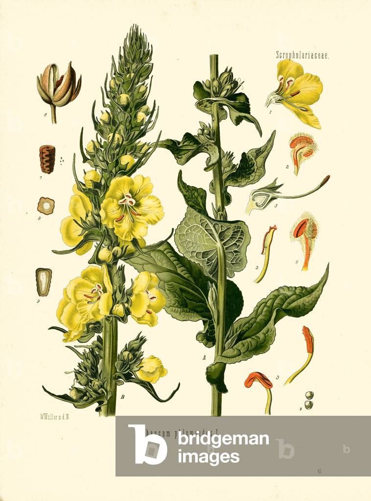 Torchweed (colour litho)