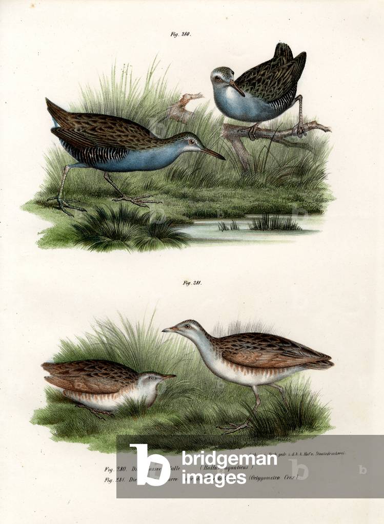 Water Rail, 1864 (colour litho)