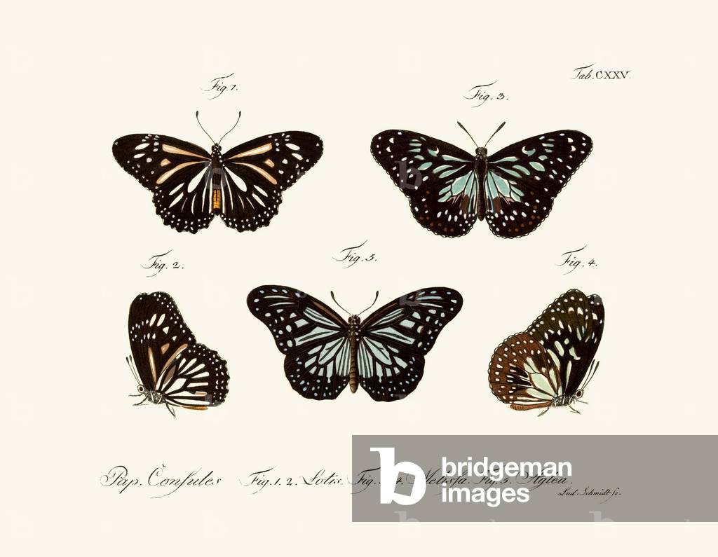 Butterflies, 1783-1806 (coloured engraving)