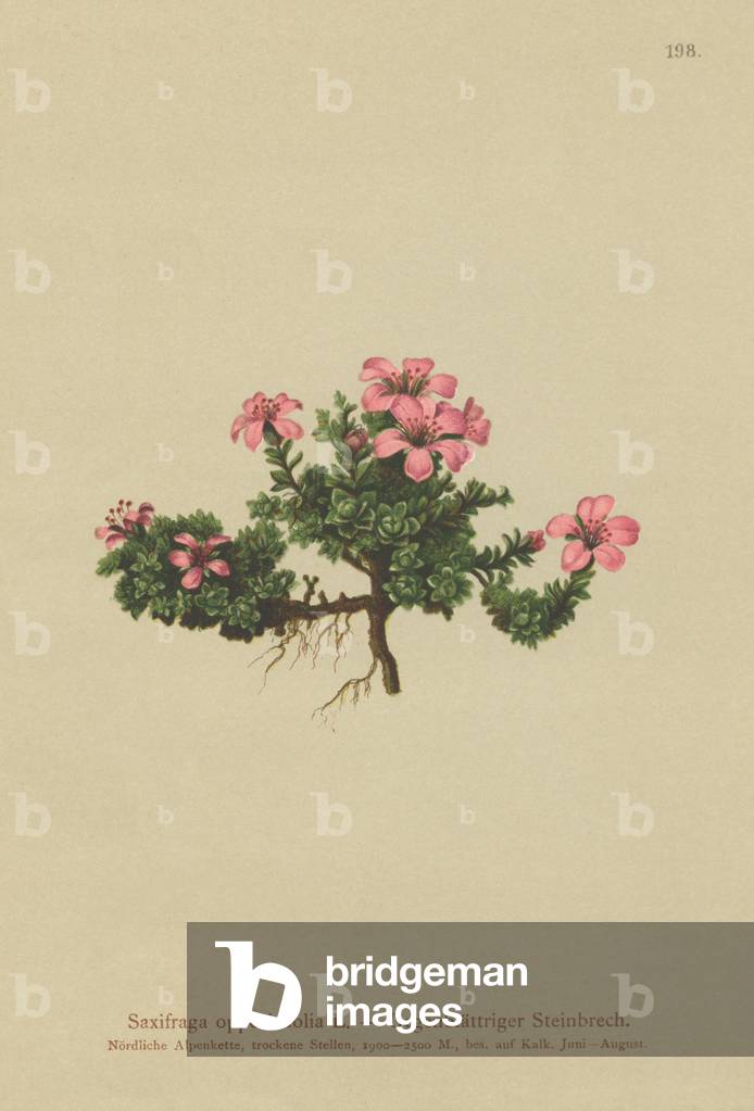 Purple Mountain Saxifrage (Saxifraga oppositifolia) (colour litho)