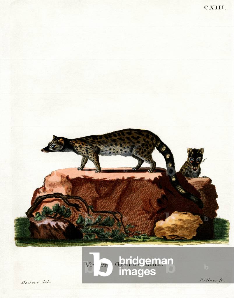 Common Genet (coloured engraving)