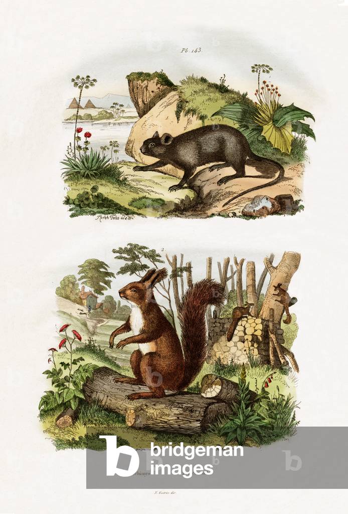 Tree Rat, 1833-39 (coloured engraving)