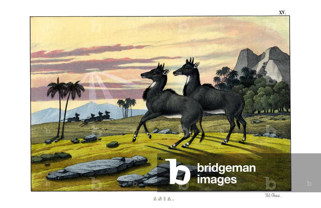 Nylghau, 1860 (colour litho)