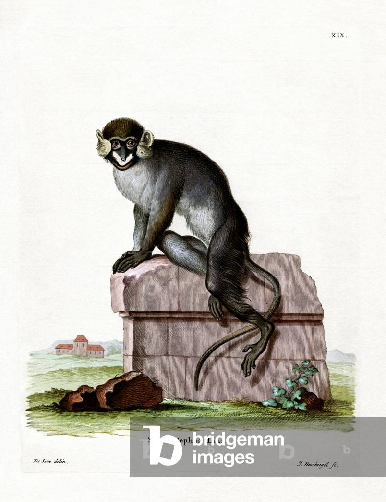 Moustached Guenon (coloured engraving)