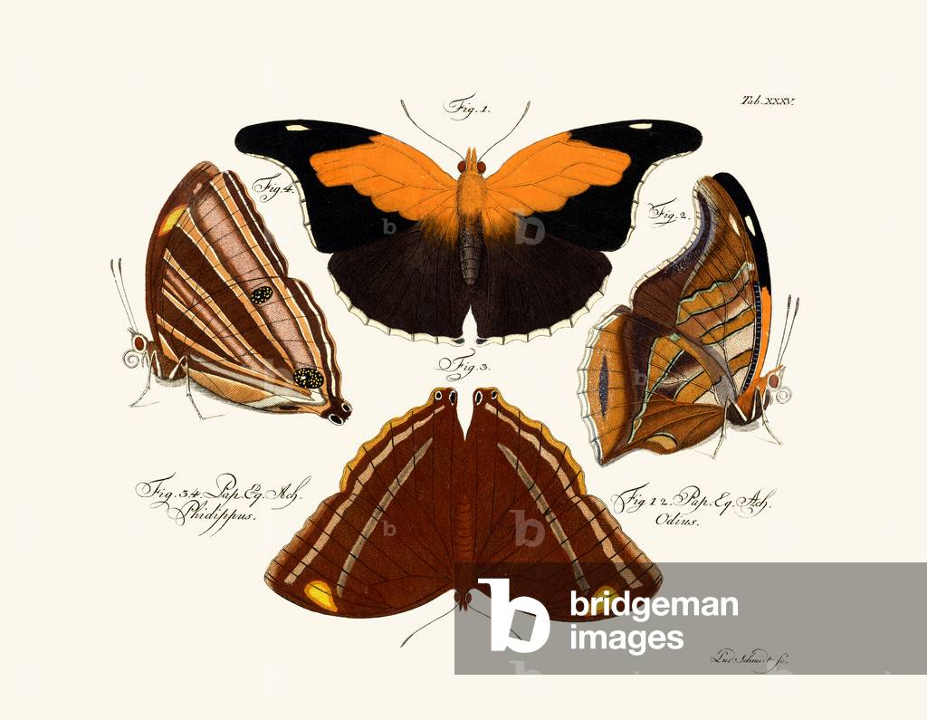 Butterflies, 1783-1806 (coloured engraving)