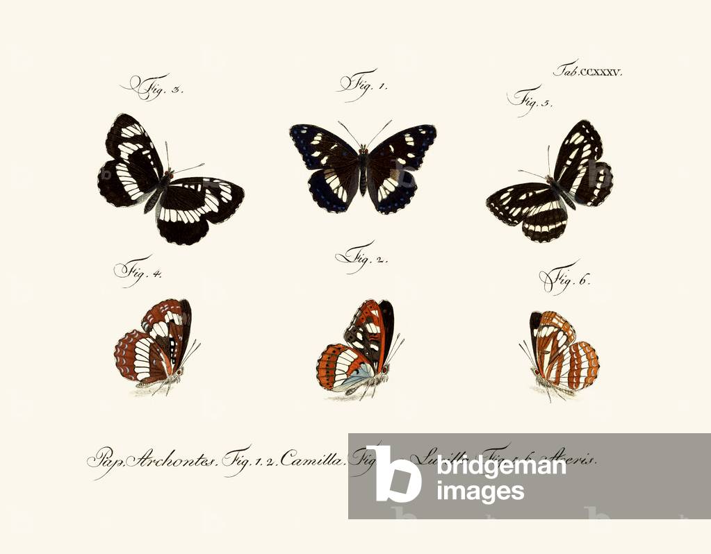 Butterflies, 1783-1806 (coloured engraving)